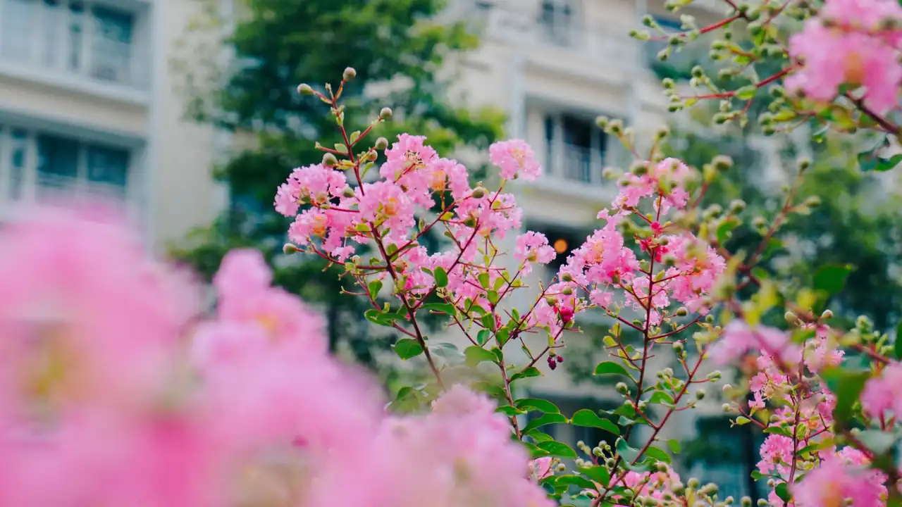 蜜桃91夏日里的甜蜜享受